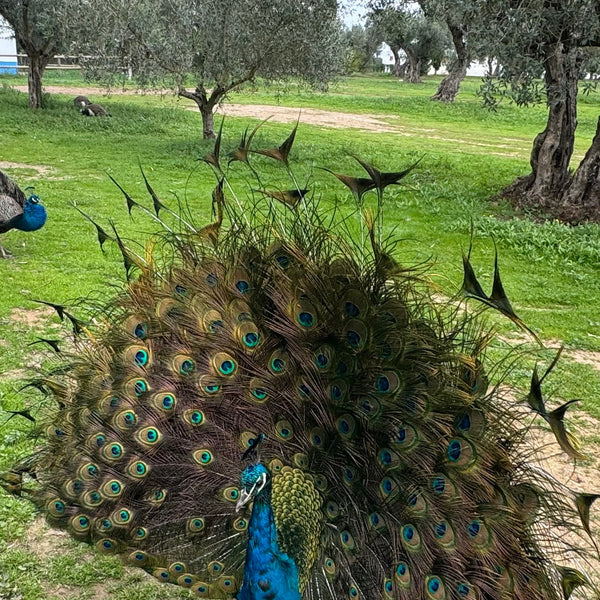 Olivenöl Extra Virgin 500ml - Traditional