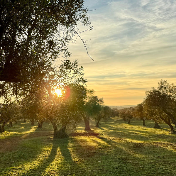 Olivenbaum - Patenschaft "Friends or Company"