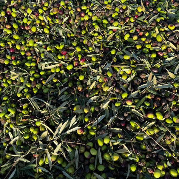 Olivenöl Extra Virgin 5 Liter - Traditional