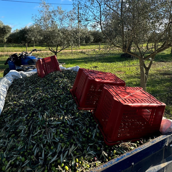 Olivenbaum - Patenschaft "Friends or Company"