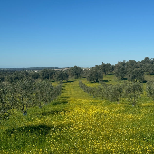 Olivenbaum - Patenschaft "Junior”