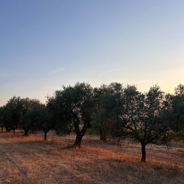 Olivenbaum - Patenschaft "Friends or Company"