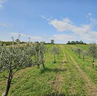 Olivenbaum - Patenschaft "Junior”