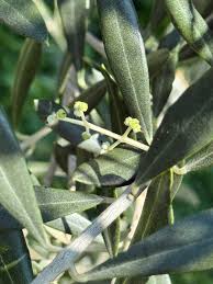 Olivenöl Extra Virgin 500ml - Traditional