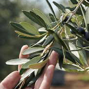 Olivenöl Extra Virgin 750ml - Traditional